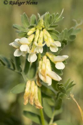 Vicia pannonica (Ungarische Wicke)