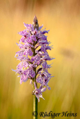 Dactylorhiza fuchsii (Fuchs' Fingerwurz), 2.7.2015