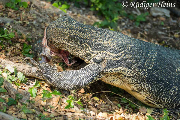 Bindenwaran (Varanus salvator), 25.01.2023 - Panasonic DMC-FZ 1000