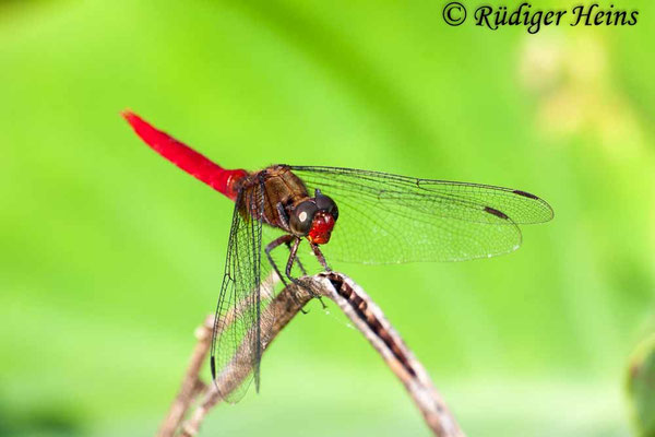 Orthetrum chrysis (Rotschwanz-Sumpflibelle) Männchen