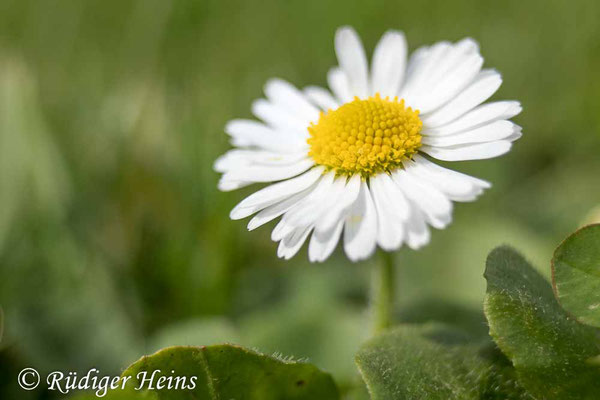 Bellis perennis (Gänseblümchen), 8.4.2024