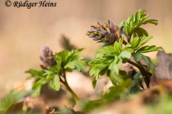 Corydalis cava (Hohler Lerchensporn), 26.3.2021