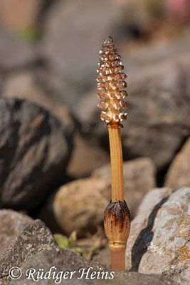 Equisetum arvense (Acker-Schachtelhalm), 22.4.2007