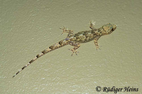 Hemidactylus mabouia (Hausgecko), 25.1.2019