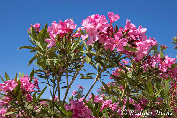 Nerium oleander (Oleander), 15.5.2024