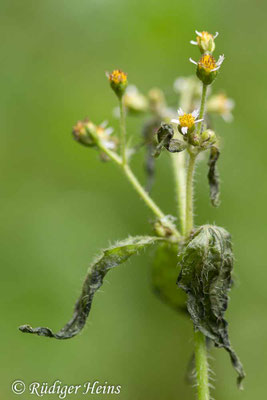 Galinsoga parviflora (Kleinblütiges Franzosenkraut)