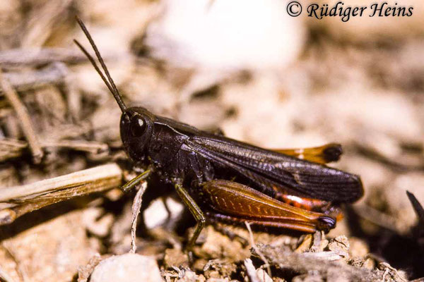 Omocestus rufipes (Buntbäuchiger Grashüpfer) Männchen, 21.6.1991 (Scan vom Dia)