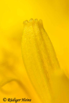 Taraxacum officinale (Gewöhnlicher Löwenzahn), 19.4.2019