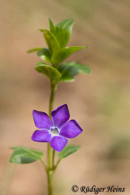 Vinca major (Großes Immergrün), 8.4.2024