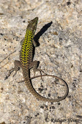 Podarcis sicula (Ruineneidechse), 7.10.2024
