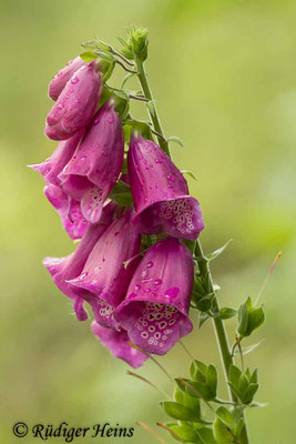 Digitalis purpurea (Roter Fingerhut), 6.7.2020