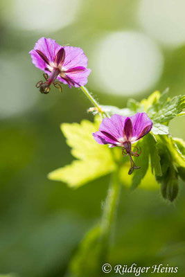 Geranium phaeum (Brauner Storchschnabel), 21.4.2024