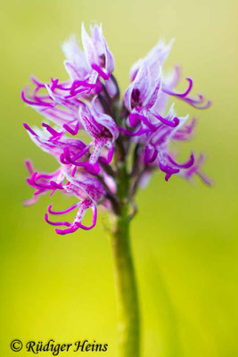 Orchis simia (Affen-Knabenkraut), 6.5.2016