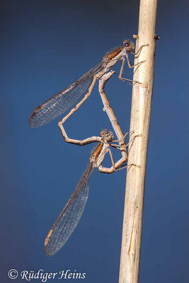 Sympecma fusca (Gemeine Winterlibelle) Paarungsrad, 23.4.2020