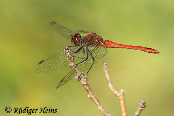 Blutrote Heidelibelle (Sympetrum sanguineum) Männchen, 6.8.2024 - Telezoom 100-400mm/f5,6-8 
