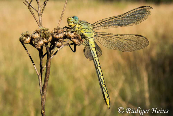 Gomphus pulchellus (Westliche Keiljungfer) Weibchen, 22.6.2022