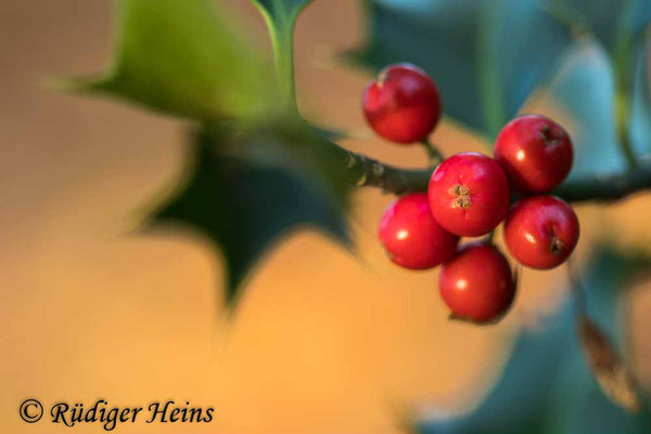 Ilex aquifolium (Europäische Stechpalme), 9.11.2021