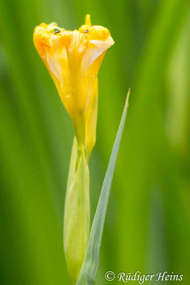 Iris pseudacorus (Sumpf-Schwertlilie), 19.5.2018