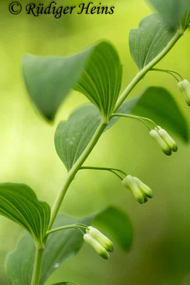 Polygonatum multiflorum (Vielblütige Weißwurz), 16.5.2016