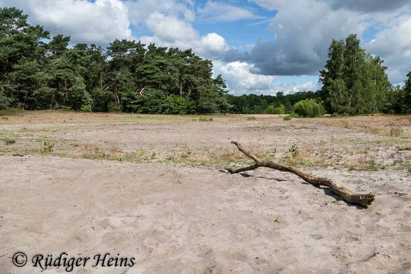 Philonicus albiceps (Sand-Raubfliege) Habitat