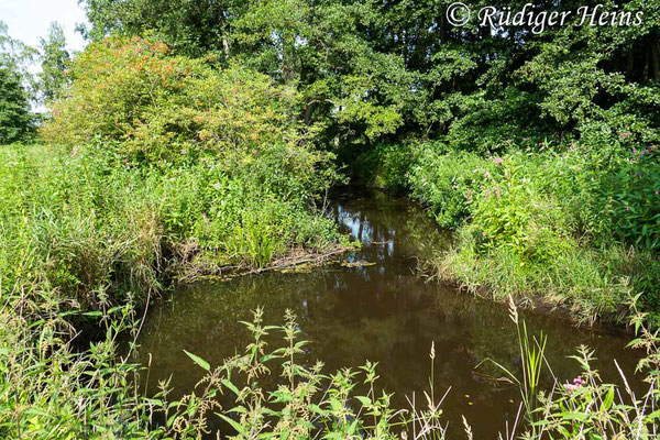 Gomphus vulgatissimus (Gemeine Keiljungfer) Habitat in Niedersachsen, 20.7.2019