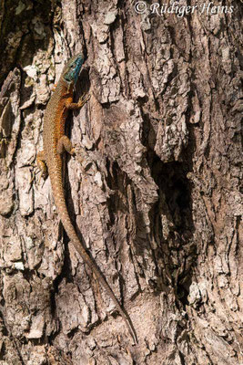 Algyroides nigropunctatus (Pracht-Kieleidechse) Männchen