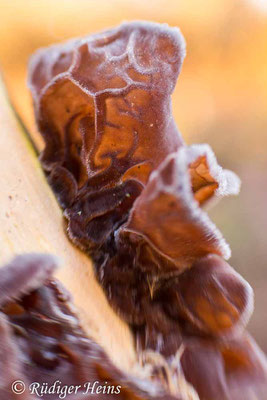 Judasohr (Auricularia auricula-judae), 21.12.2021 - Lensbaby Sweet 35mm f/2