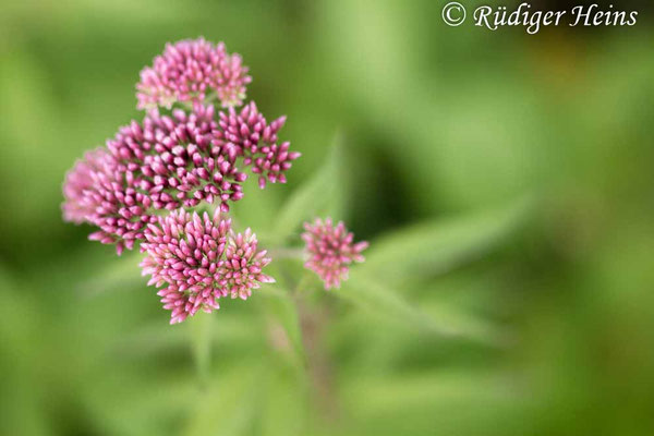 Eupatorium cannabinum (Gewöhnlicher Wasserdost), 12.7.2018