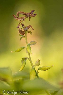 Corydalis cava (Hohler Lerchensporn), 21.4.2020