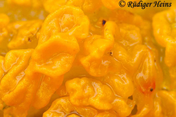 Tremella mesenterica (Goldgelber Zitterling), 6.1.2013