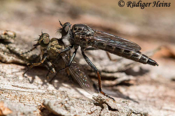Rhadiurgus variabilis (Nordische Raubfliege) Weibchen mit Beute