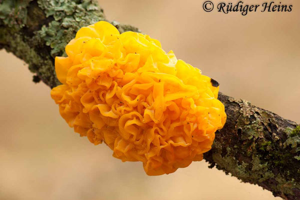 Goldgelber Zitterling (Tremella mesenterica), 23.12.2016