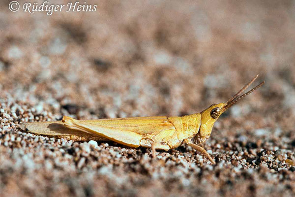 Pyrgomorpha conica Weibchen