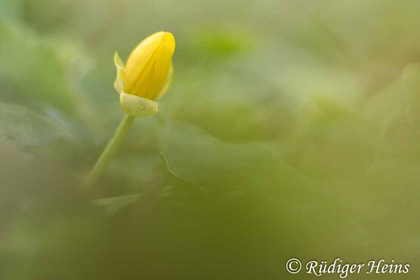 Ranunculus ficaria (Scharbockskraut)