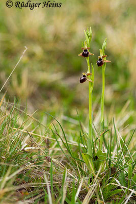 Ophrys sphegodes (Spinnen-Ragwurz), 3.5.2015