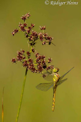 Sympetrum striolatum (Große Heidelibelle) junges Weibchen, 7.8.2020