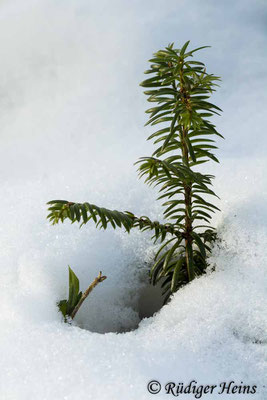 Europäische Eibe (Taxus baccata) im Schnee, 11.2.2021 - Makroobjektiv 100mm f/2,8