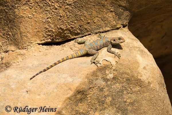 Pseudotrapelus sinaitus (Sinai-Agame) Weibchen
