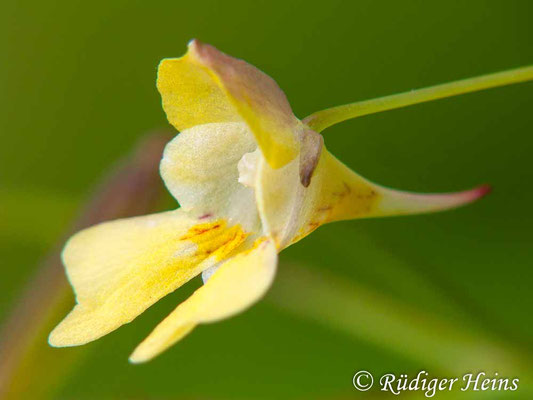 Impatiens parviflora (Kleines Springkraut), 2.8.2009