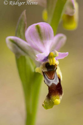 Ophrys tenthredinifera (Wespen-Ragwurz)