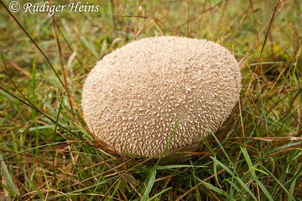 Lycoperdon excipuliforme (Beutel-Stäubling), 18.10.2014