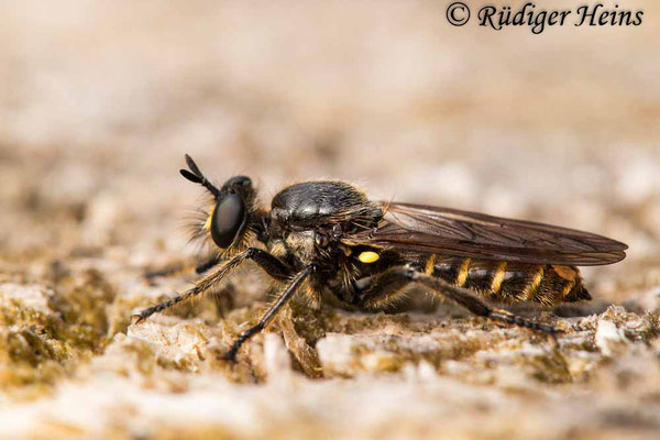 Choerades marginata (Gemeine Mordfliege) Weibchen, 31.7.2020