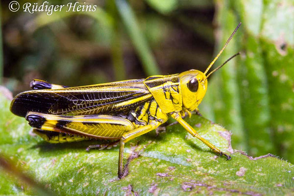 Arcyptera fusca (Große Höckerschrecke) Männchen, 12.8.1993 (Scan vom Dia)