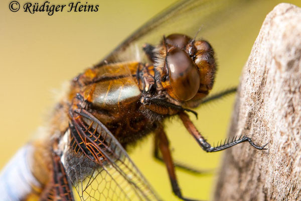 Libellula depressa, Plattbauch, Männchen