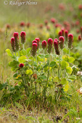 Trifolium incarnatum (Inkarnat-Klee)