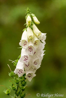 Digitalis purpurea (Roter Fingerhut), 18.6.2011