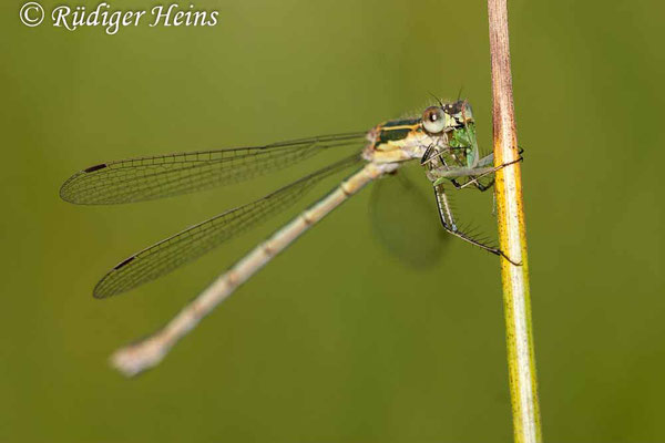 Lestes barbarus (Südliche Binsenjungfer) Weibchen, 17.7.2006