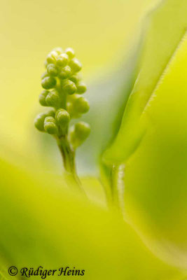 Maianthemum bifolium (Zweiblättrige Schattenblume), 27.4.2017