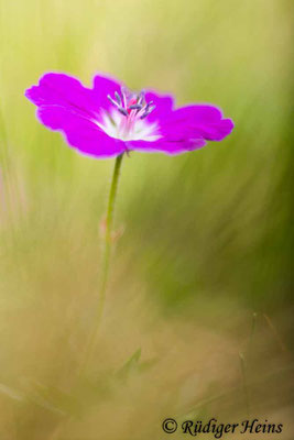 Geranium sanguineum (Blutroter Storchschnabel), 8.6.2022