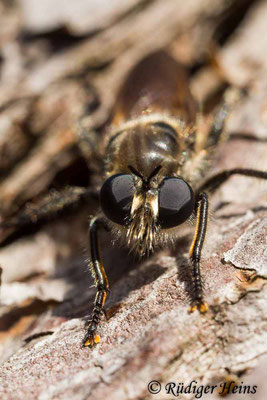 Choerades ignea (Zinnober-Mordfliege) Männchen, 18.9.2020